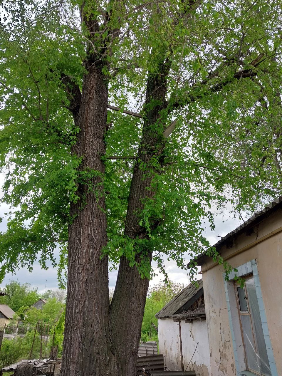 Валка дерева до